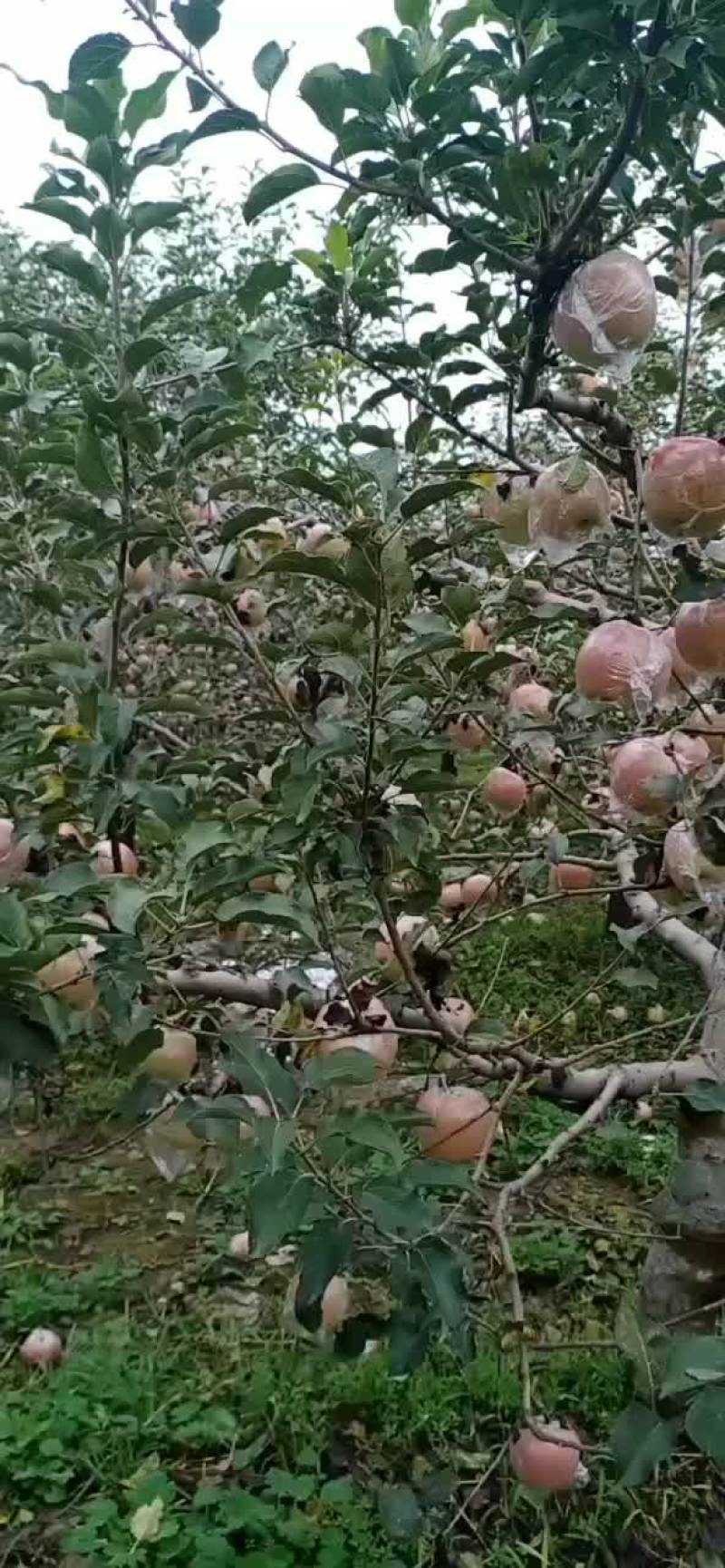膜袋富士