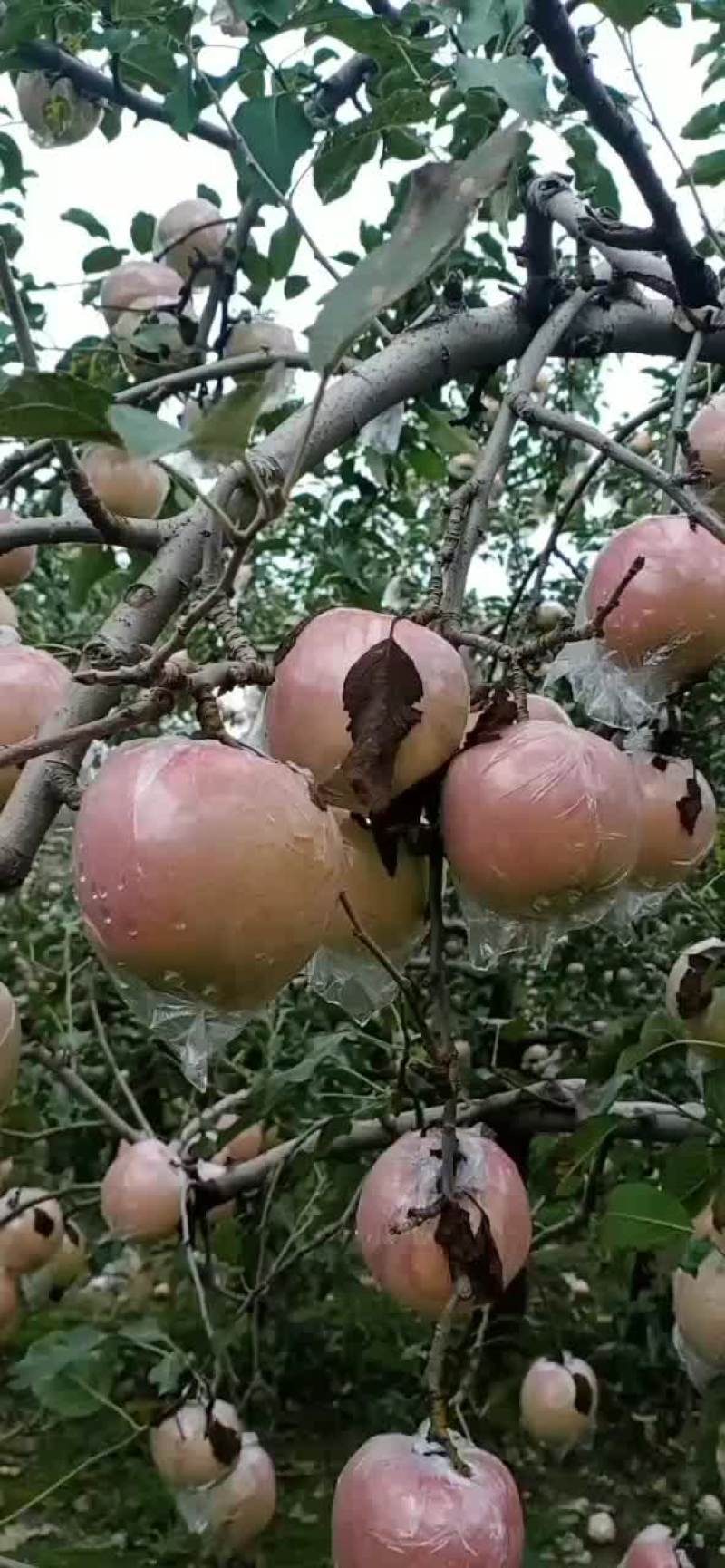 膜袋富士