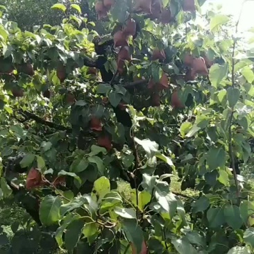 鸭梨