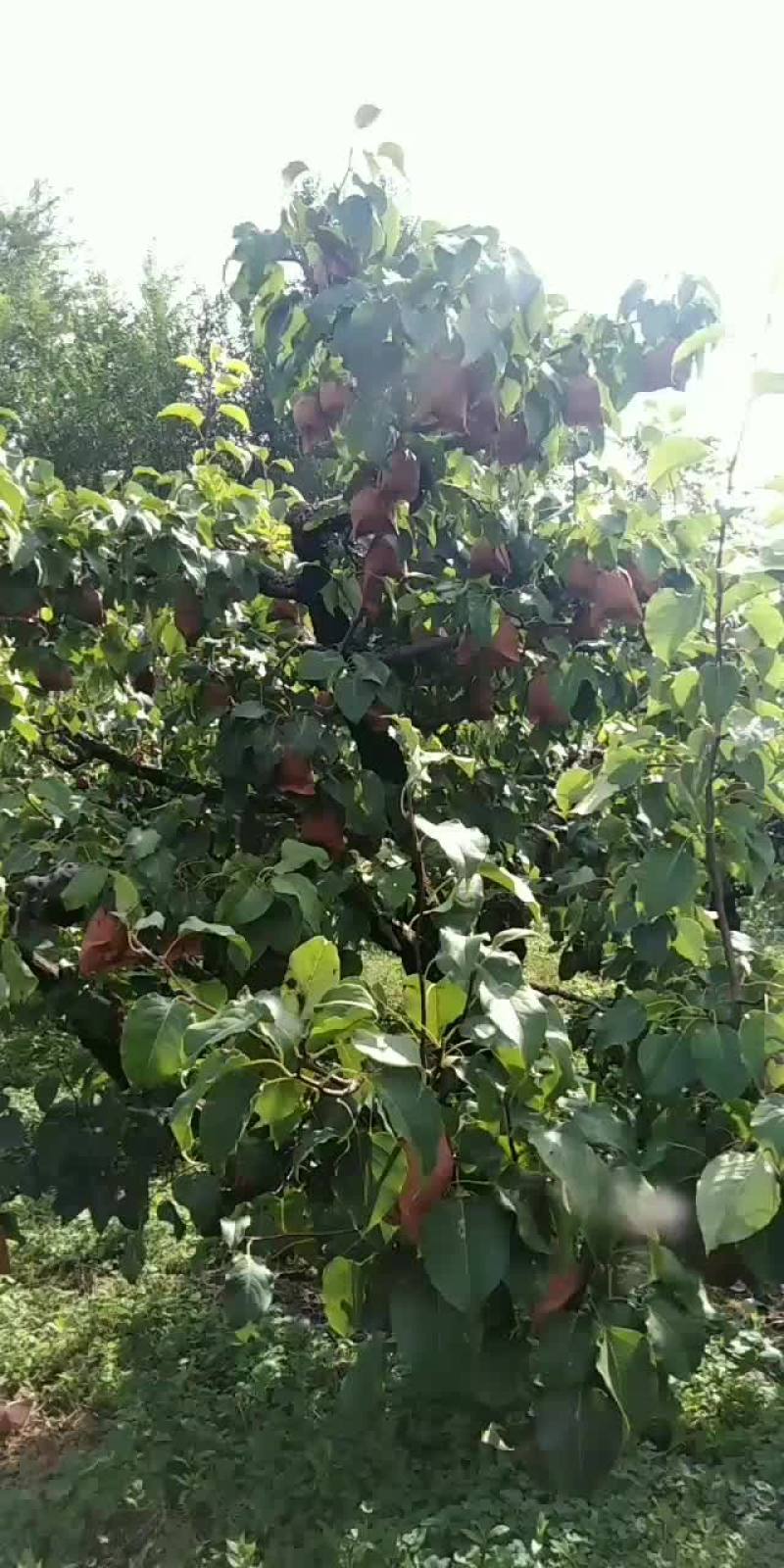 鸭梨