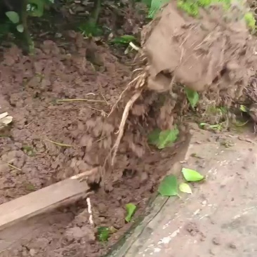 金秋沙糖桔苗