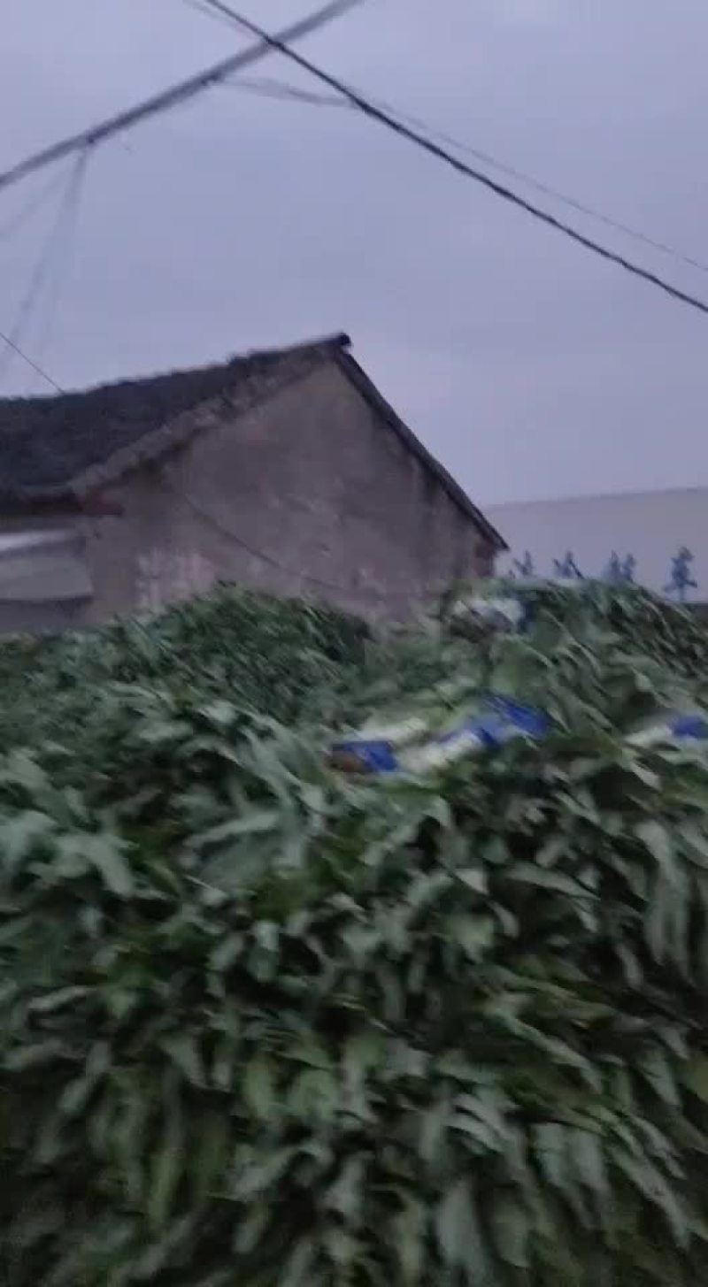 莴笋