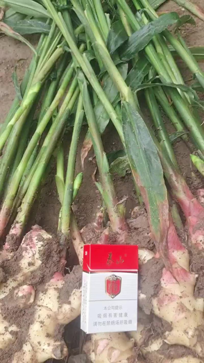 现有大量鲜姜出售，质优价廉，有要的速定