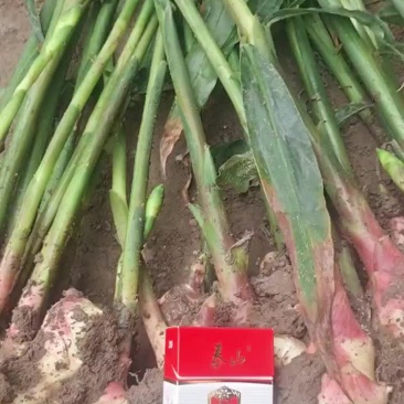 现有大量鲜姜出售，质优价廉，有要的速定