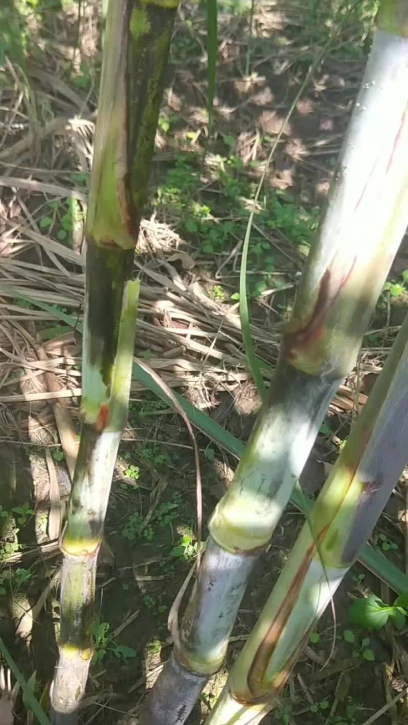 香甜小甘蔗，9月26日开始成熟了！