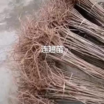 河南连翘苗