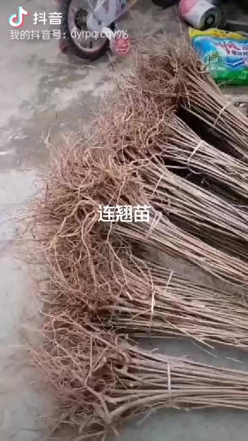 河南连翘苗