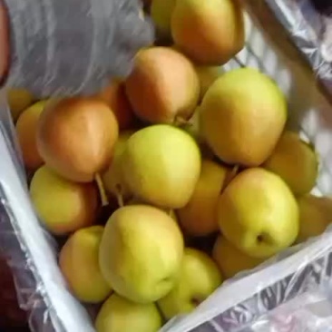 龙居红香酥梨