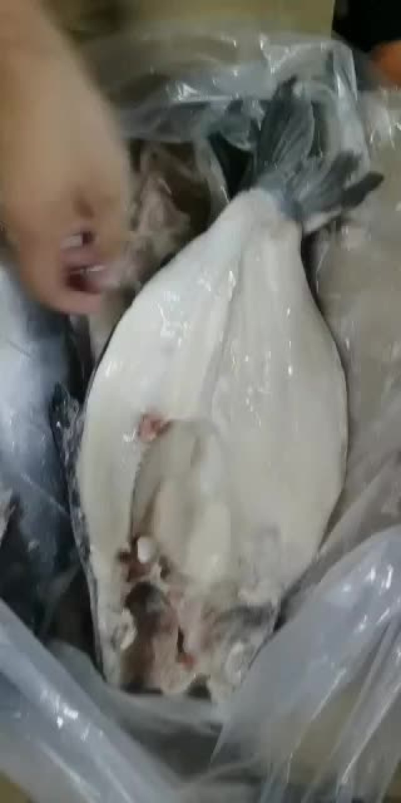 8/9/10/11条开背鱼29号到货，请提前下单