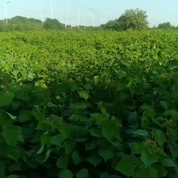 乌桕树苗