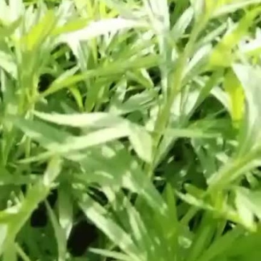 芦蒿