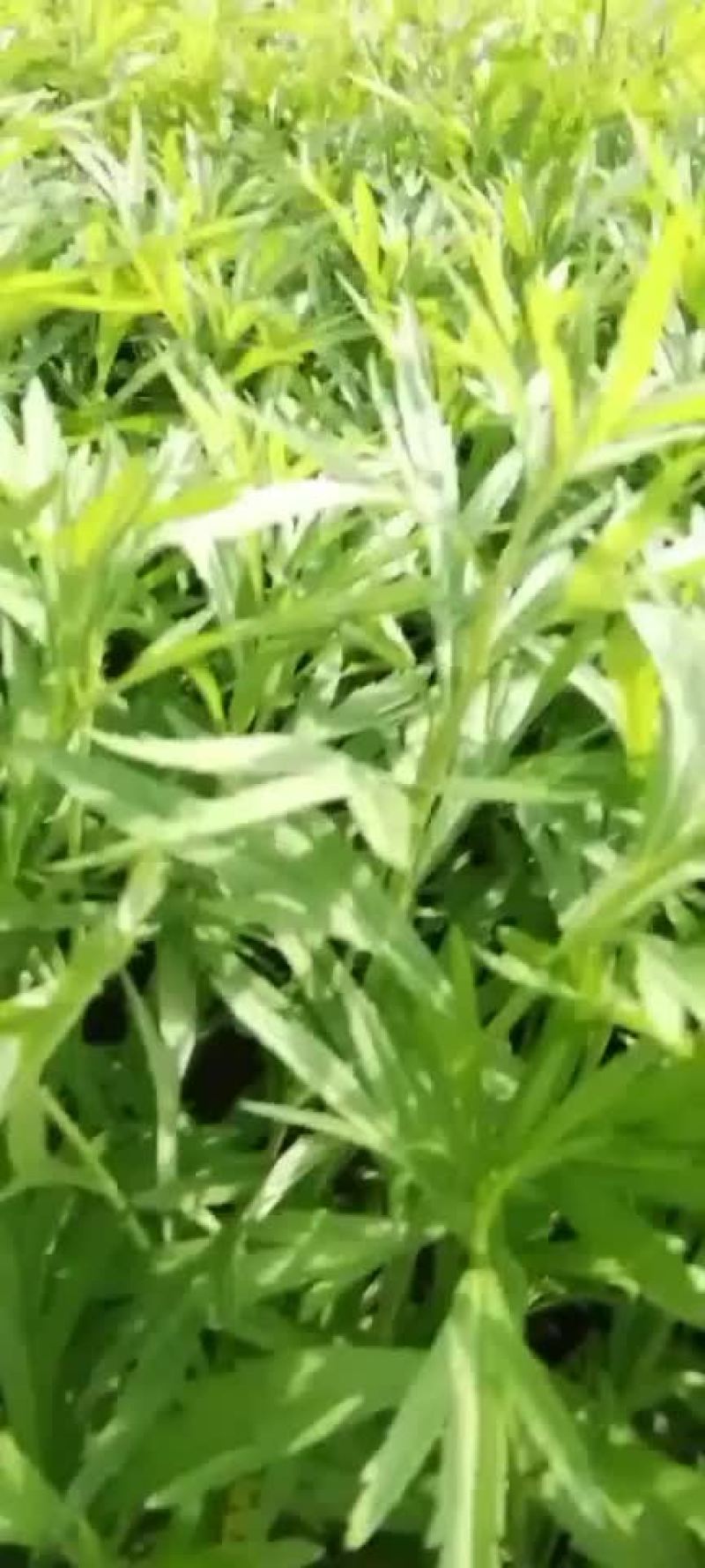 芦蒿