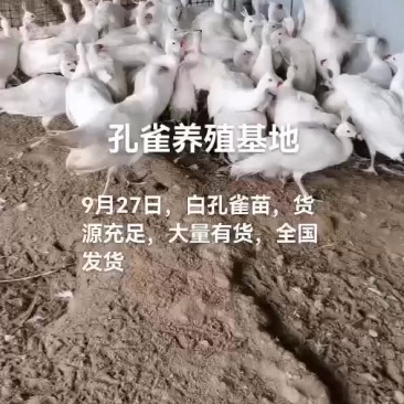 孔雀苗