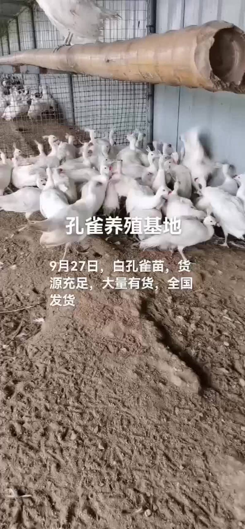 孔雀苗