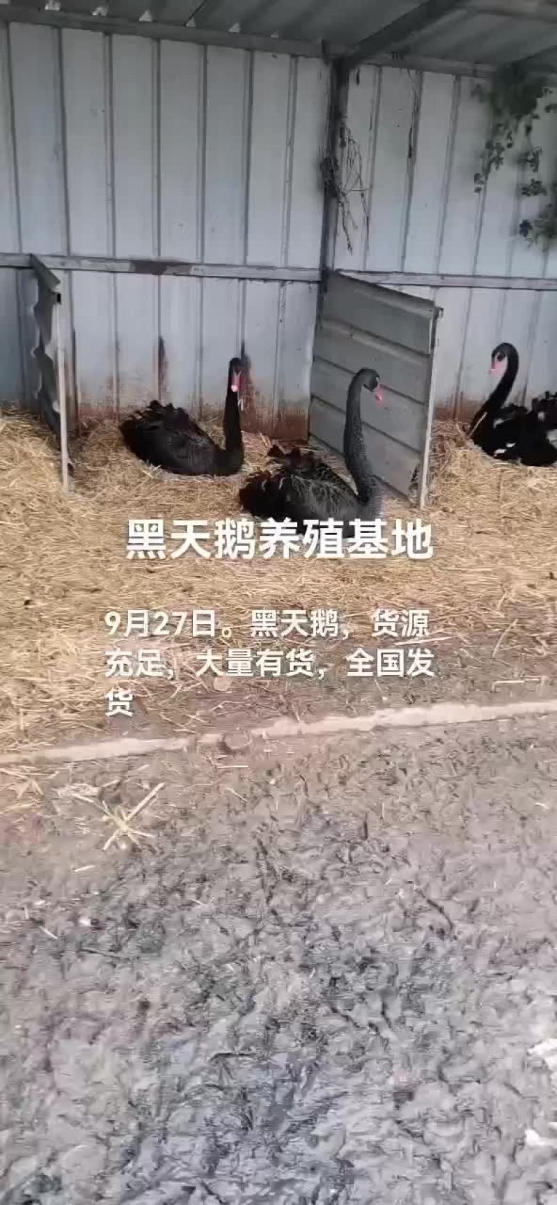 孔雀苗