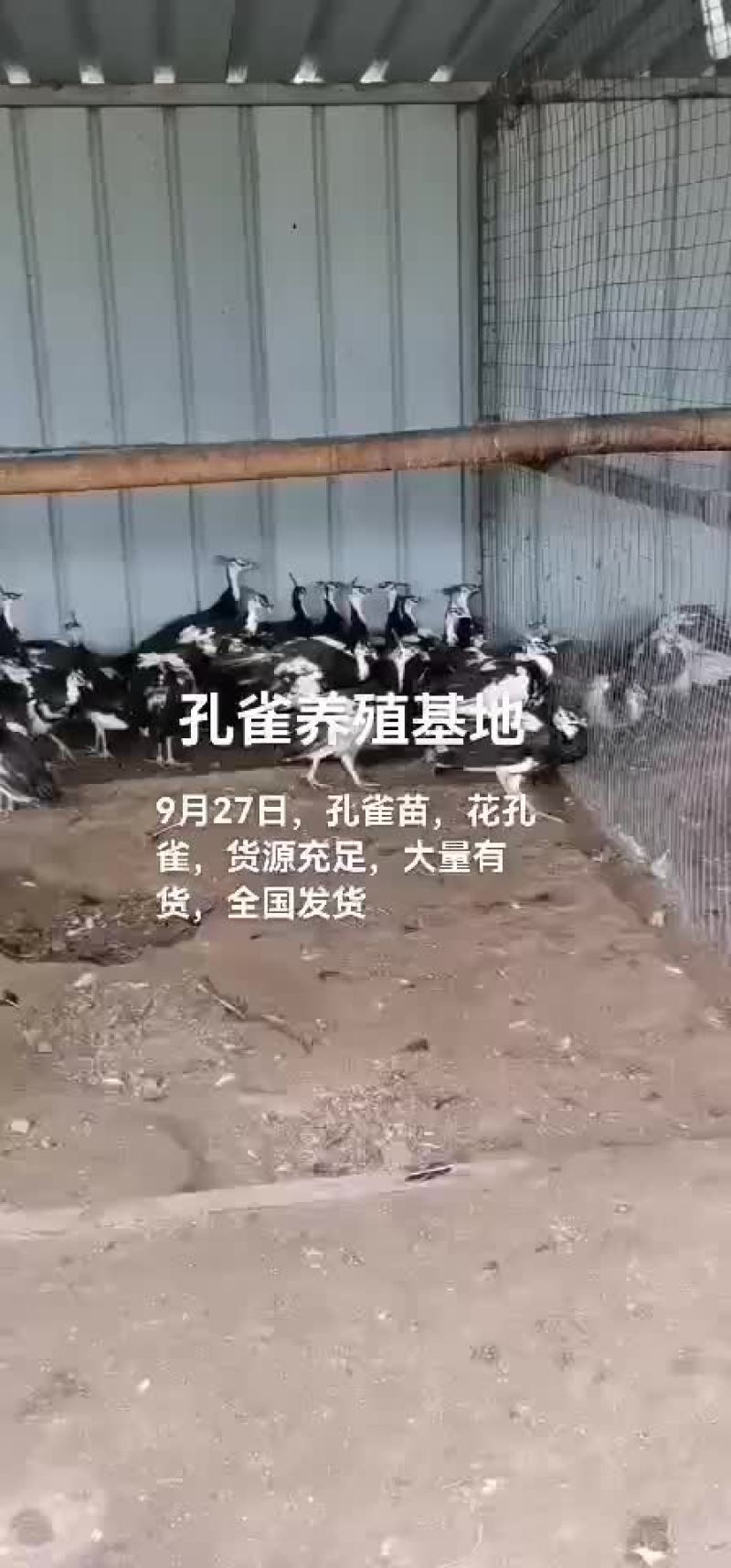 孔雀苗