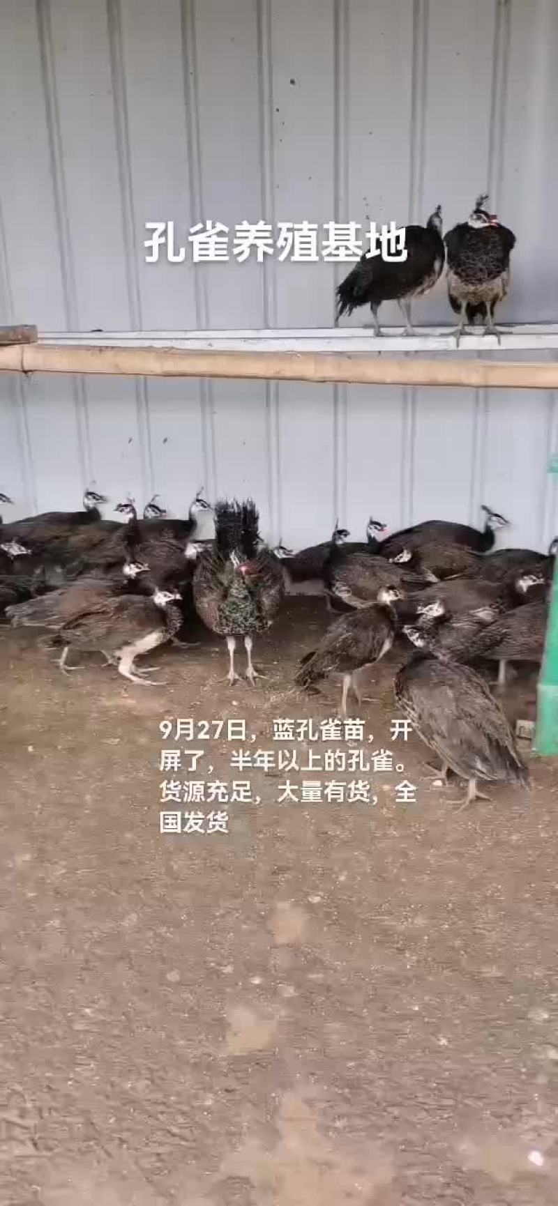 孔雀苗