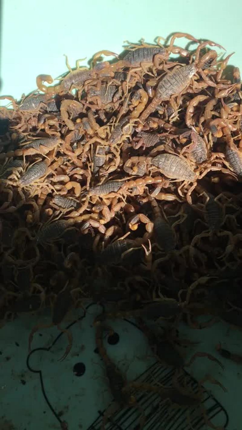 蝎子