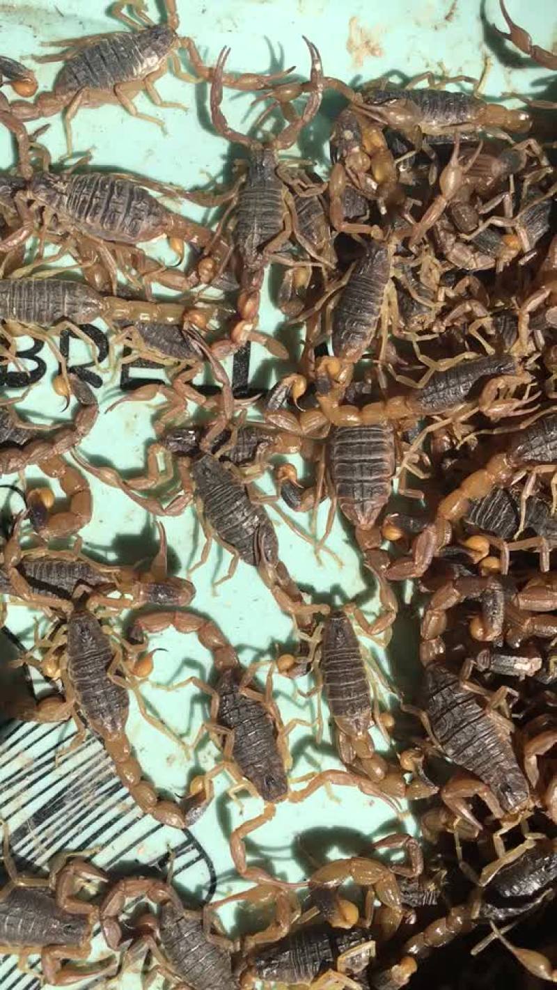 蝎子
