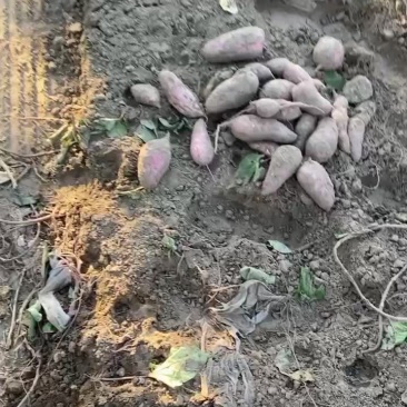 地瓜