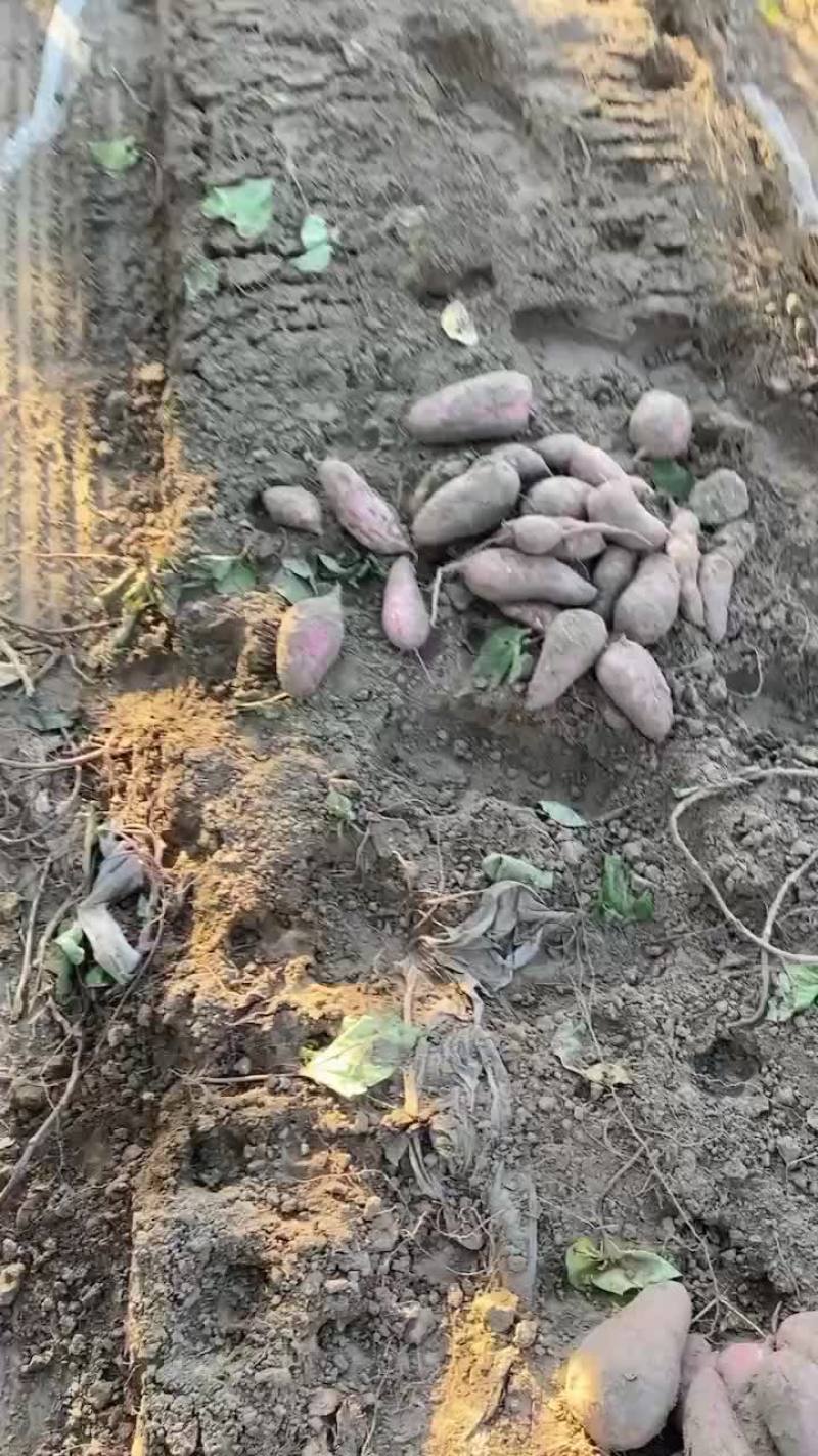 地瓜