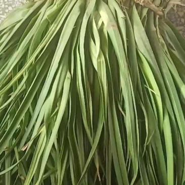 红根蒜苗己上市