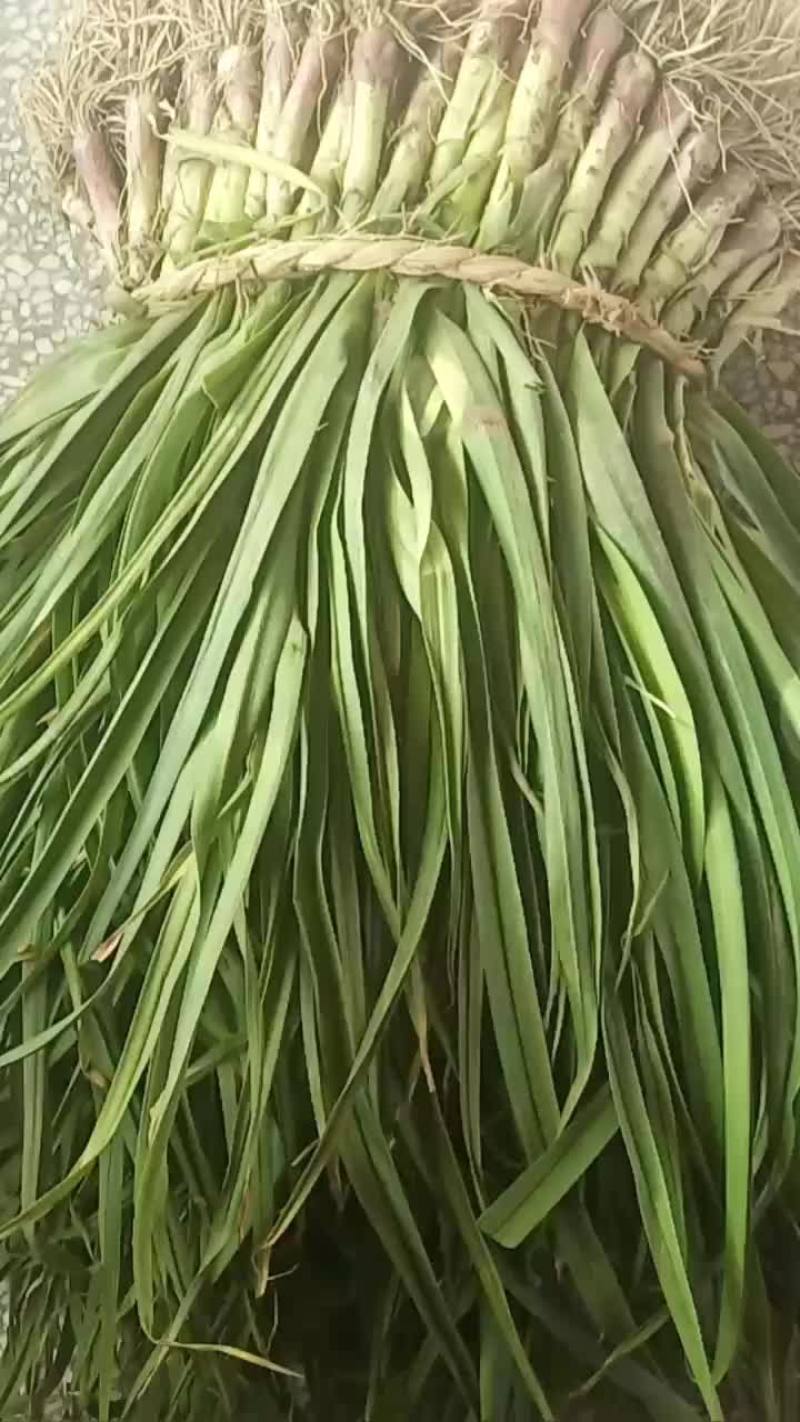 红根蒜苗己上市