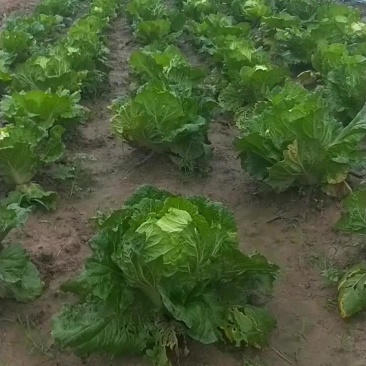 白菜