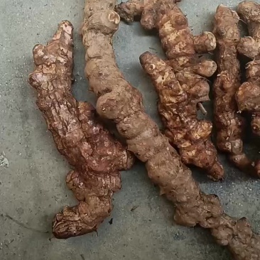 湖南白肉土茯苓