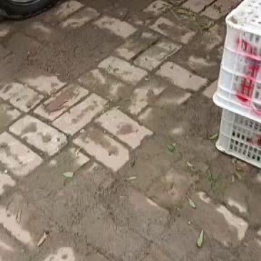鲜冬枣刚摘的自己家果园