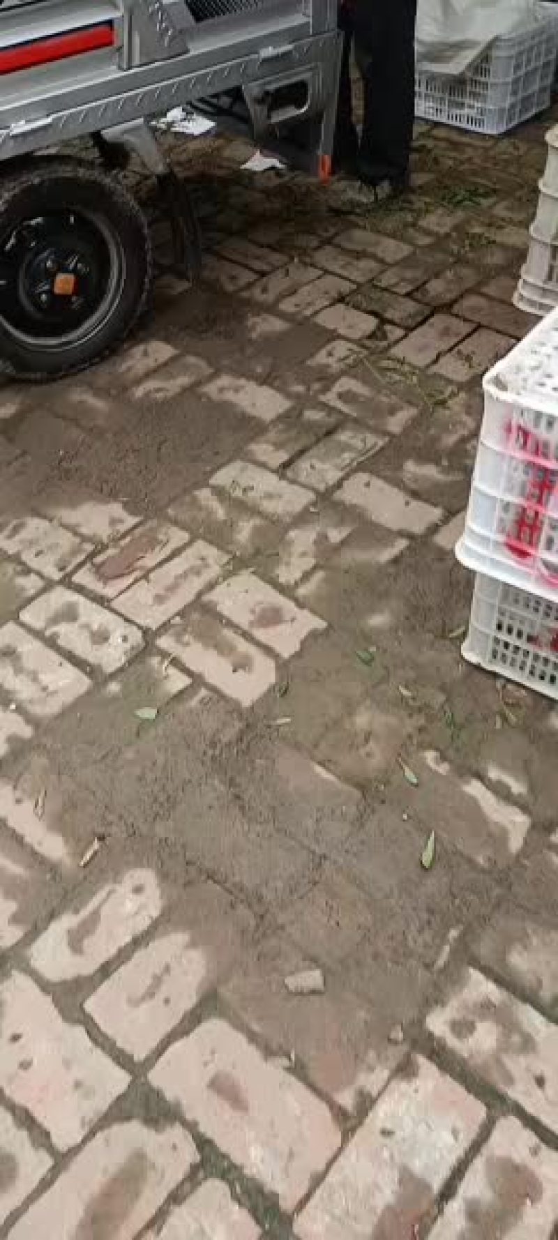 鲜冬枣刚摘的自己家果园