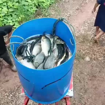 需要成品鱼下鱼塘水库垂钓的，种规格齐全品