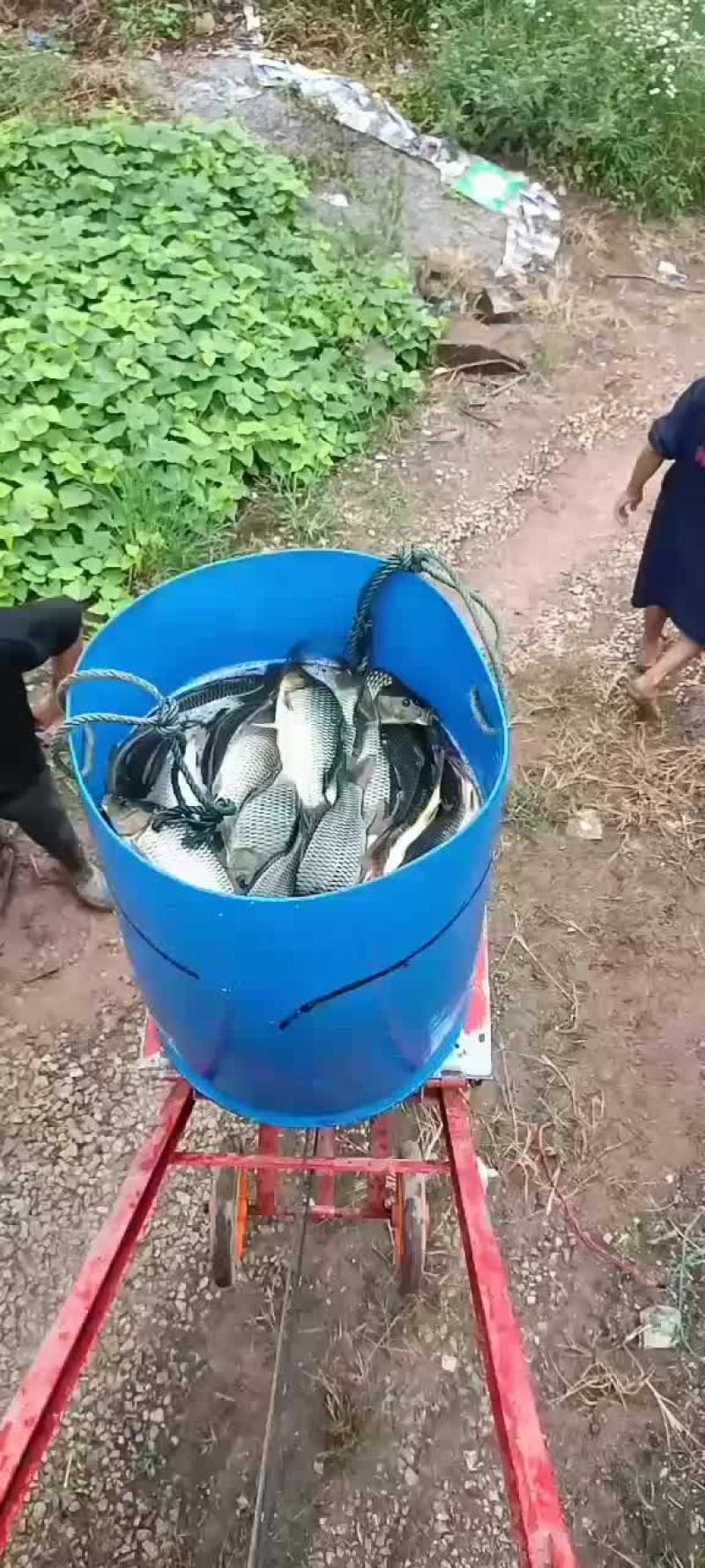 需要成品鱼下鱼塘水库垂钓的，种规格齐全品