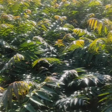 露地香椿芽？无任何化学添加剂。上市了全国各地的老板们欢购