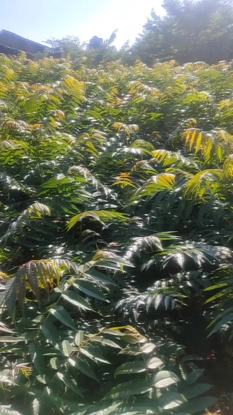 露地香椿芽？无任何化学添加剂。上市了全国各地的老板们欢购
