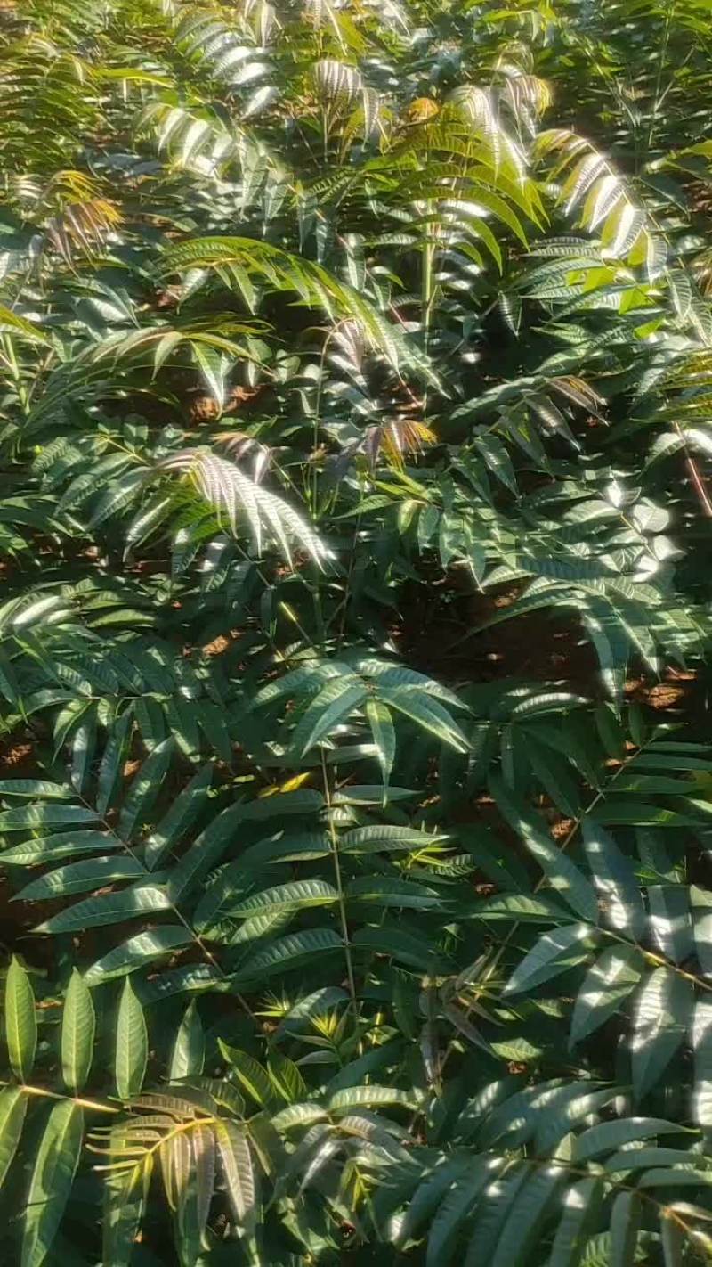 露地香椿芽？无任何化学添加剂。上市了全国各地的老板们欢购