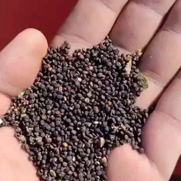 藜麦