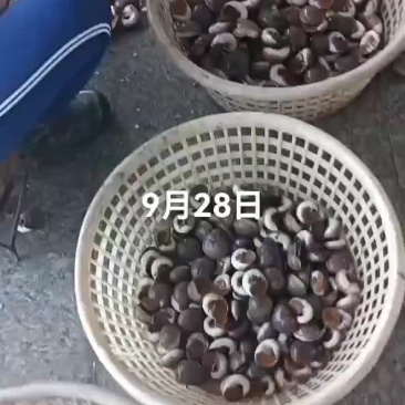 海螺