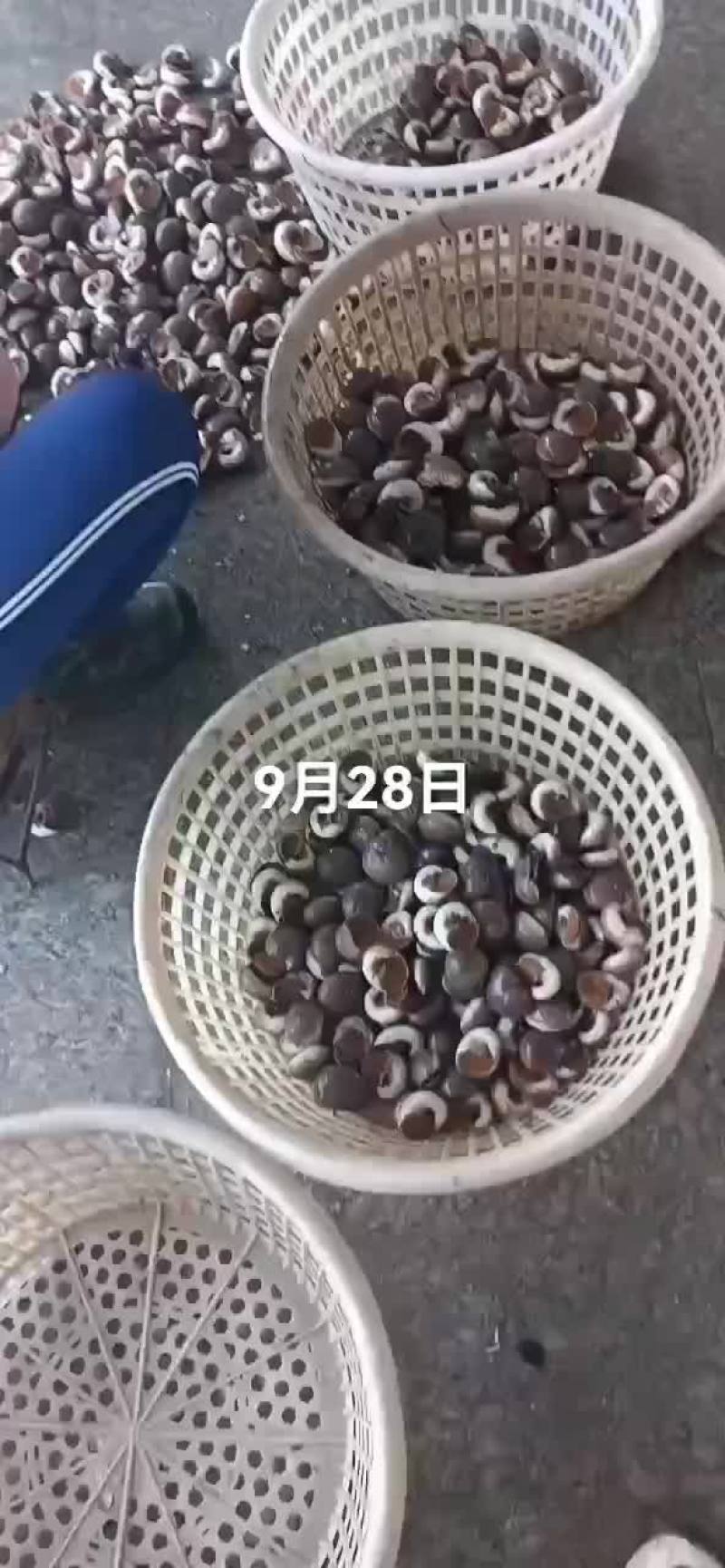 海螺