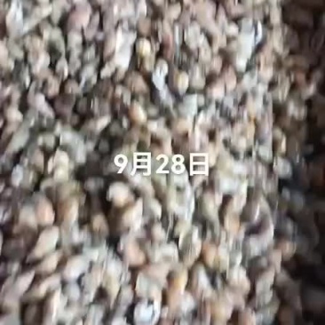 海螺