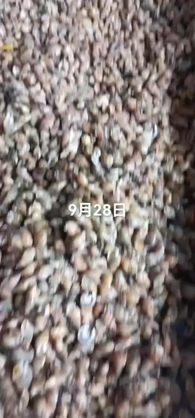 海螺