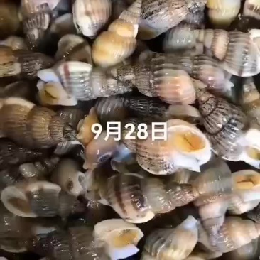 海螺