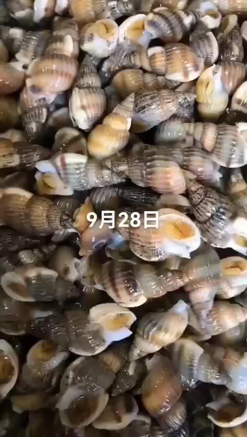海螺