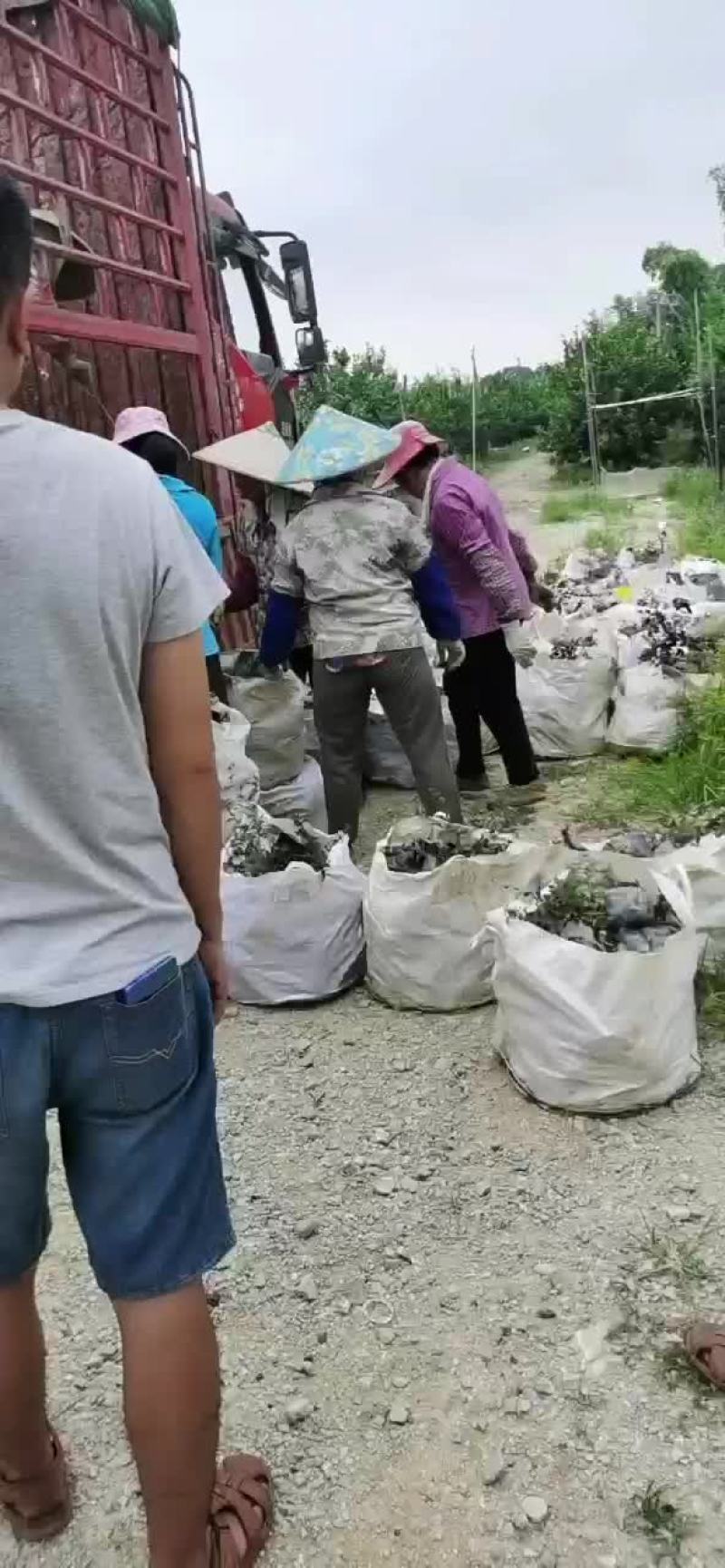 绿化草皮，兰引三号，高尔夫草，地毯草，小苗