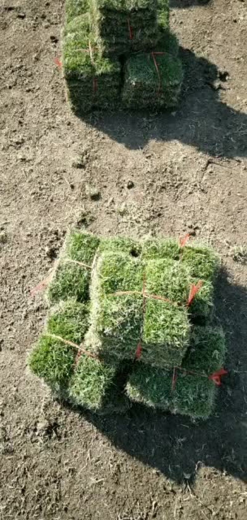 绿化草皮，兰引三号，高尔夫草，地毯草，小苗