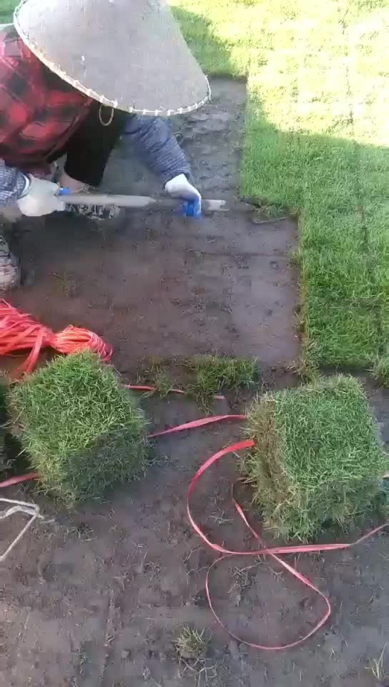 绿化草皮，兰引三号，高尔夫草，地毯草，小苗