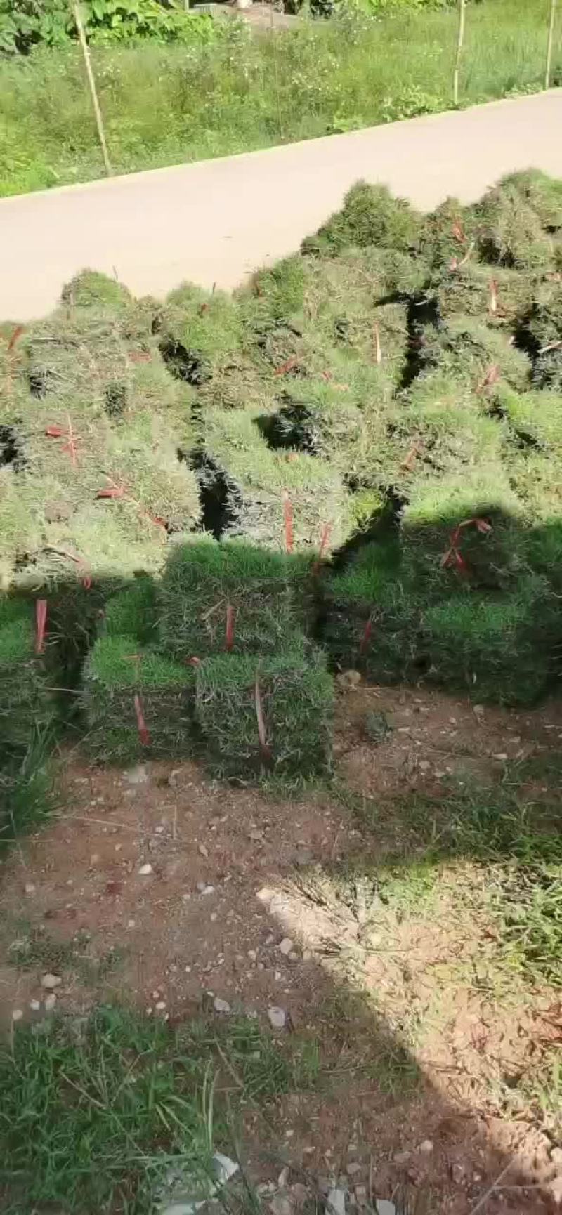 绿化草皮，兰引三号，高尔夫草，地毯草，小苗