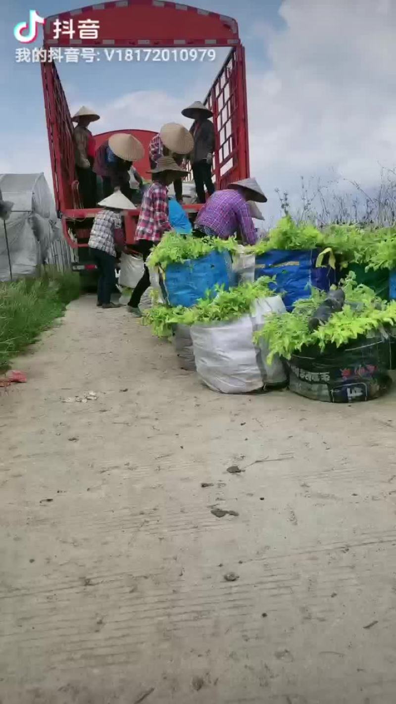 绿化草皮，兰引三号，高尔夫草，地毯草，小苗