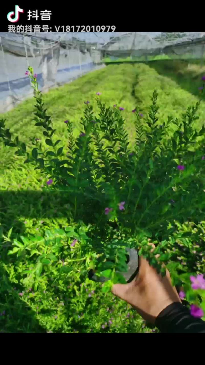 绿化草皮，兰引三号，高尔夫草，地毯草，小苗