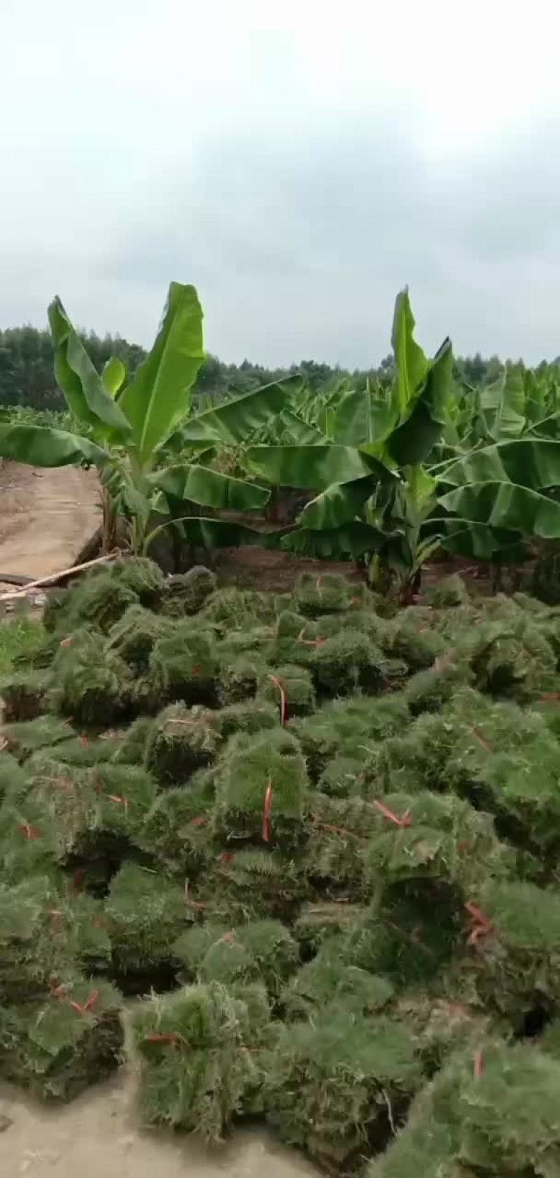 绿化草皮，兰引三号，高尔夫草，地毯草，小苗